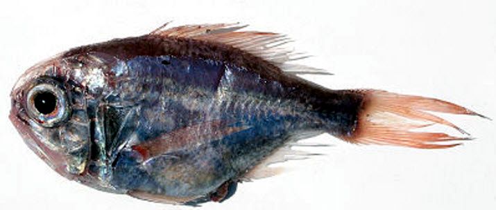 Hoplostethus mediterraneus mediterraneus_03.jpg